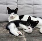 Lieve kittens 60 euro, Dieren en Toebehoren, Kortharig, 0 tot 2 jaar