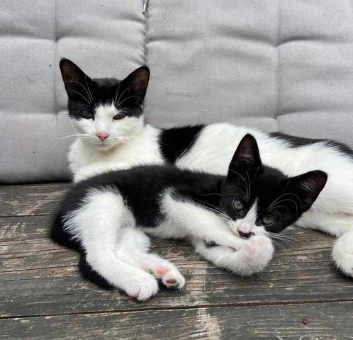 Lieve kittens 60 euro, Dieren en Toebehoren, Katten en Kittens | Overige Katten, Kortharig, 0 tot 2 jaar