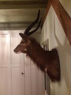 prachig opgezet hert, Verzamelen, Ophalen of Verzenden, Zo goed als nieuw, Hert