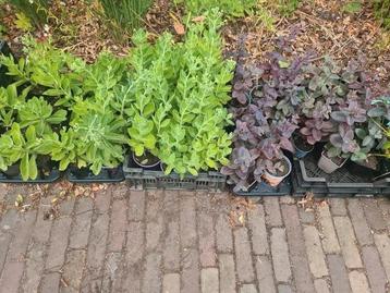 Sedum 10 voor 10 euro beschikbaar voor biedingen