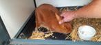 konijnen, Dieren en Toebehoren, Konijnen, Meerdere dieren, Middelgroot, 0 tot 2 jaar