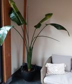 Grote Stelitzia, Ophalen, Halfschaduw, 100 tot 150 cm