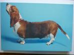 Basset hound (hond) plaat op canvas, 1980 tot heden, Ophalen of Verzenden, Zo goed als nieuw, Dier