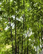 Phyllostachys Nigra | Zwarte Bamboe, Exclusieve Blikvanger, Overige soorten, Vaste plant, Ophalen of Verzenden, Bloeit niet