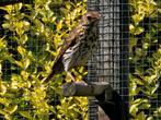 Zanglijster pop 2024, Dieren en Toebehoren, Vogels | Overige Vogels, Vrouwelijk, Wildzangvogel, Geringd