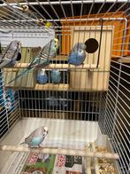 Mooi grote vogelkooi met 5 mooi broedrijp grasparkieten, Dieren en Toebehoren, Ophalen, Gebruikt, Metaal, Vogelkooi