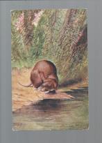 2942 Oude kunstkaart dieren ratten waterrat, Verzamelen, Ansichtkaarten | Dieren, Ongelopen, Knaagdier, Verzenden