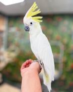 Jonge geelkuif kaketoe, Meerdere dieren, Papegaai, Pratend