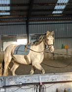 Te koop: Rain – sensibele, talentvolle ruin met pit, Gechipt, Ruin, Zadelmak, 7 tot 10 jaar