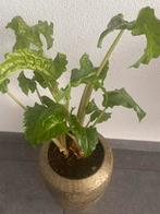 Mooie groene kamerplant in pot, Overige soorten, In pot, Minder dan 100 cm, Groene kamerplant