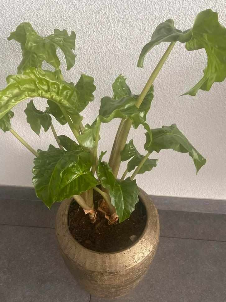 Mooie groene kamerplant in pot, Huis en Inrichting, Kamerplanten, Overige soorten, Minder dan 100 cm, Groene kamerplant, Halfschaduw