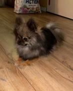 Lieve pomeriaan teef, Dieren en Toebehoren, Honden | Poolhonden, Keeshonden en Oertypen, CDV (hondenziekte), Teef, Eén hond, 3 tot 5 jaar