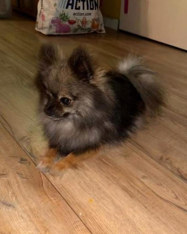 Lieve pomeriaan teef, Dieren en Toebehoren, Honden | Poolhonden, Keeshonden en Oertypen, Teef, Particulier, Eén hond, Nederland