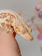 Wimpergekko lilly white man, Hagedis, Tam, 3 tot 6 jaar