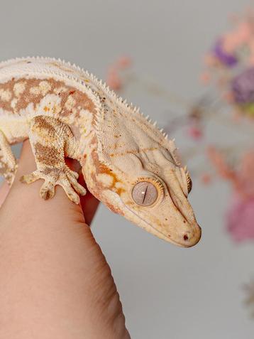 Wimpergekko lilly white man beschikbaar voor biedingen