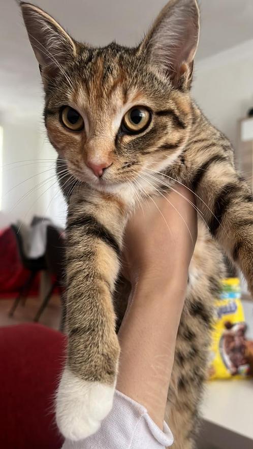 Ik geef een kat gratis weg.., Dieren en Toebehoren, Katten en Kittens | Overige Katten