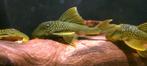L-Nummers: L200 Hemiancistrus subviridis, Vis, Zoetwatervis