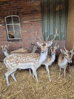 Te koop damherten, Dieren en Toebehoren, Schapen, Geiten en Varkens, Meerdere dieren, Schaap
