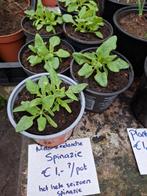 Nieuwzeelandse spinazie planten, Tuin en Terras, Planten | Tuinplanten, Ophalen, Volle zon, Groenteplanten, Eenjarig