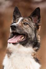 ALTAI zoekt liefdevol gezin, Dieren en Toebehoren, Honden | Poolhonden, Keeshonden en Oertypen, Particulier, Rabiës (hondsdolheid)