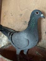 2 duivinnen en 1 jonge duif tekoop, Dieren en Toebehoren, Vogels | Duiven, Meerdere dieren, Postduif