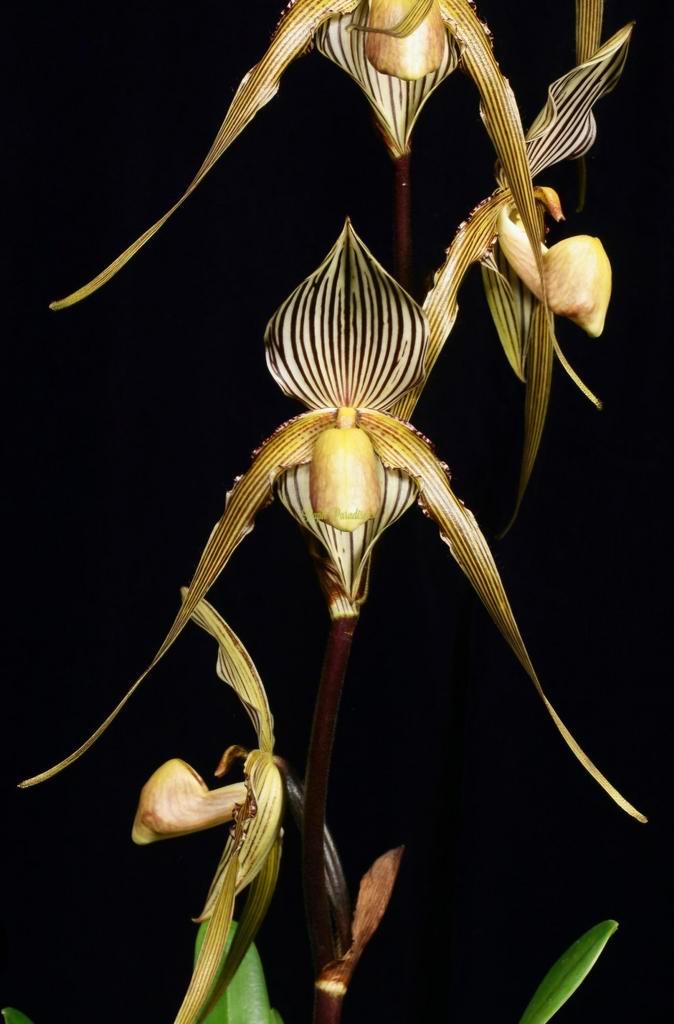 Paphiopedilum St. Swithin venusschoen orchidee, Huis en Inrichting, Kamerplanten, Minder dan 100 cm, Ophalen of Verzenden