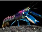 GEZOCHT cherax pulcher kreeft, Dieren en Toebehoren, Kreeft, Krab of Garnaal