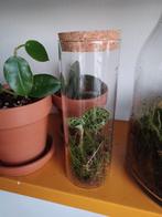 Macodes Petola in ecosysteem van glas!, Ophalen of Verzenden, Volle zon, Minder dan 100 cm
