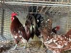 Hanen kippen konijnen duiven, Dieren en Toebehoren, Pluimvee, Meerdere dieren, Overige soorten
