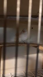 Kanarie, Dieren en Toebehoren, Vogels | Kanaries, Vrouwelijk, Kleurkanarie