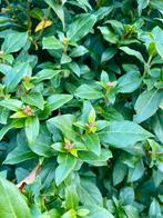 Bolboom te koop - Viburnum tinus / sneeuwbal, Winter, Halfschaduw, 100 tot 250 cm, Ophalen