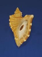 schelpen, Cymatium raderi, Ophalen of Verzenden, Schelp(en)