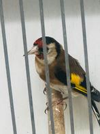 Parva putter pop, Dieren en Toebehoren, Vrouwelijk, Wildzangvogel, Geringd