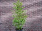 metasequoia glyptostroboides / watercipres bomen, Bloeit niet, Overige soorten, 100 tot 250 cm, Ophalen
