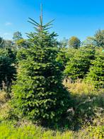 Nordmann, Tuin en Terras, Planten | Bomen, Ophalen, Zomer, Volle zon, Overige soorten