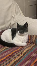 3 poesjes, Poes, Kortharig, 0 tot 2 jaar