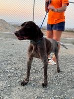Brownie (na), Dieren en Toebehoren, Honden | Setters en Staande honden, Particulier, Rabiës (hondsdolheid), Reu, Buitenland