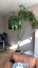 Kamerplant, Ophalen, Halfschaduw, Minder dan 100 cm