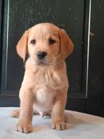 Schitterende labrador pups, Dieren en Toebehoren, Honden | Retrievers, Spaniëls en Waterhonden, CDV (hondenziekte), 8 tot 15 weken