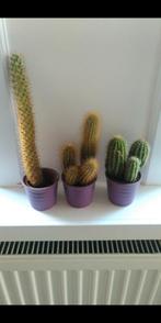 Mini cactus collectie in pot, Huis en Inrichting, Kamerplanten, Minder dan 100 cm, Groene kamerplant, Halfschaduw, Ophalen of Verzenden