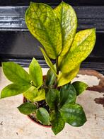 Zamioculcas zamiifolia Chameleon p12 (3), Ophalen of Verzenden, Halfschaduw, Minder dan 100 cm