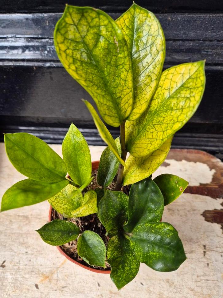 Zamioculcas zamiifolia Chameleon p12 (3), Huis en Inrichting, Kamerplanten, Minder dan 100 cm, Halfschaduw, Ophalen of Verzenden