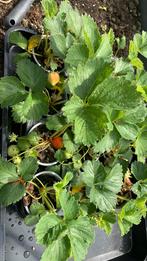 Aardbeien planten sonata, Tuin en Terras, Zomer, Ophalen of Verzenden, Volle zon