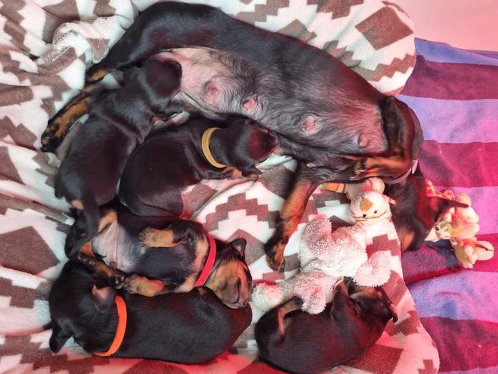 dwerg pinscher pups 21-09-2025 geboren, Dieren en Toebehoren, Honden | Bulldogs, Pinschers en Molossers, Meerdere dieren, Overige rassen