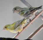 Groenlingen, Dieren en Toebehoren, Vogels | Overige Vogels, Meerdere dieren