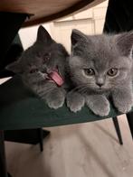 Britse korthaar kittens, zindelijk, ontwormd, ingeënt, Dieren en Toebehoren, Katten en Kittens | Raskatten | Korthaar, Ontwormd