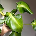 Philodendron Rugosum Aberrant (Pigskin), Overige soorten, Minder dan 100 cm, Groene kamerplant, Halfschaduw