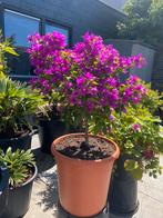 Werkelijk schitterende forse bougainvillea op stam in pot!!, Volle zon, Vaste plant, Zomer, Ophalen