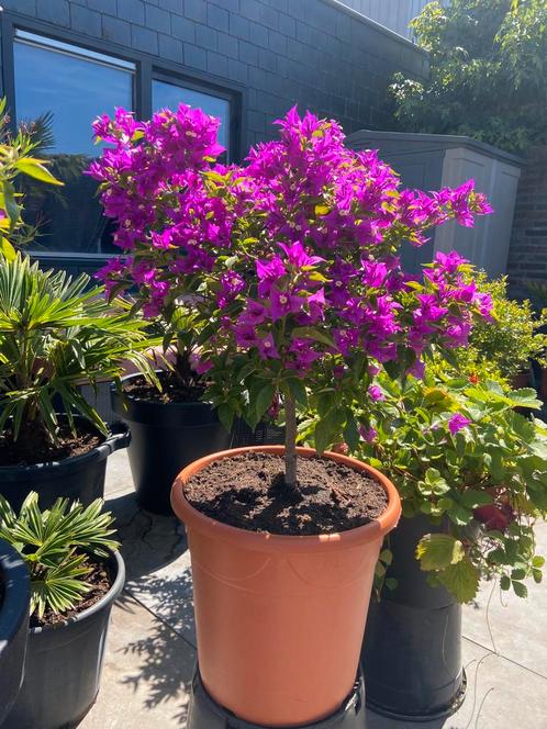 Werkelijk schitterende forse bougainvillea op stam in pot!!, Tuin en Terras, Planten | Tuinplanten, Vaste plant, Overige soorten