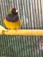 Gouldamadine man, Dieren en Toebehoren, Vogels | Overige Vogels, Mannelijk, Geringd